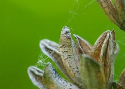 Seeds In Green