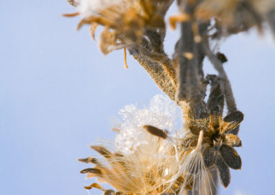 Winter Weeds