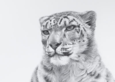 Snow Leopard Portrait