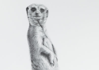 Meerkat Curiousity